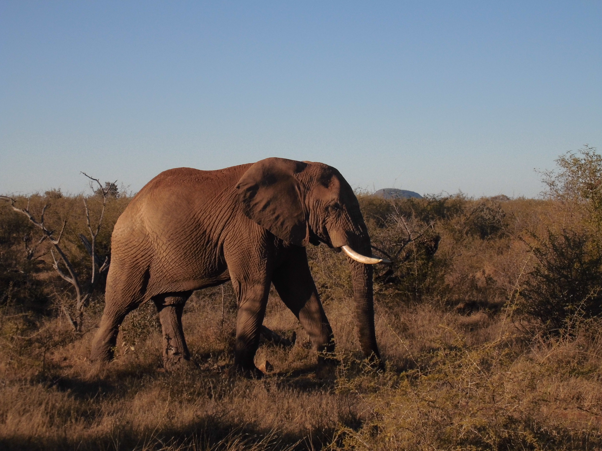 Elephant