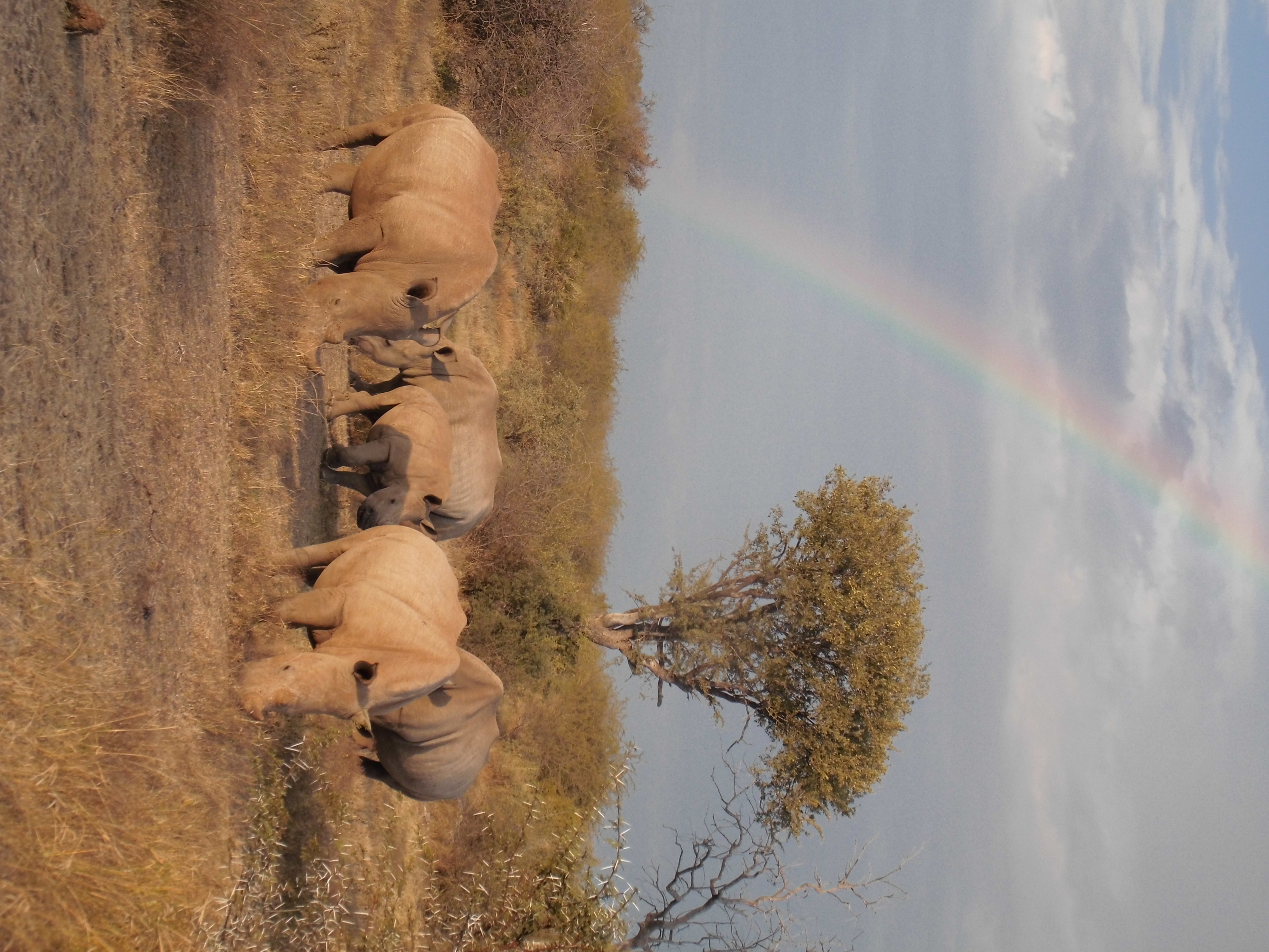 Rhinos under a rainbow